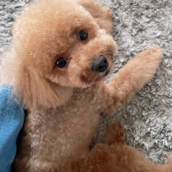 トイ・プードル