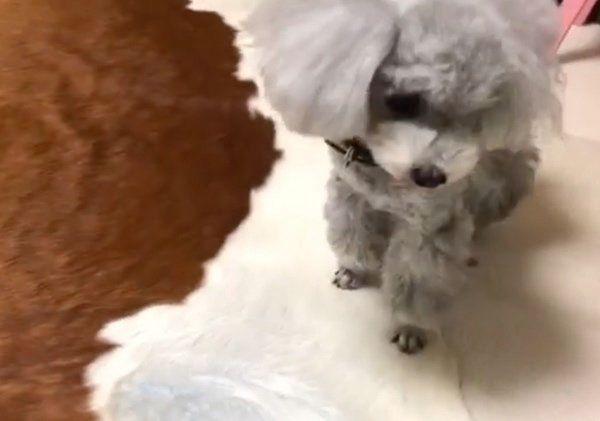 車のオモチャで遊ぶトイ・プードル