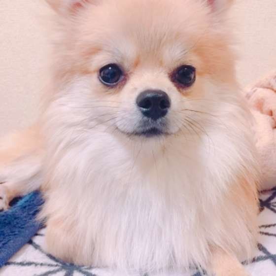 凛々しい顔の犬