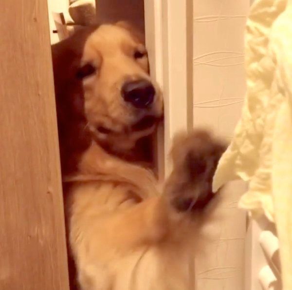 雑巾を手に入れるため必死になるモッシュくん