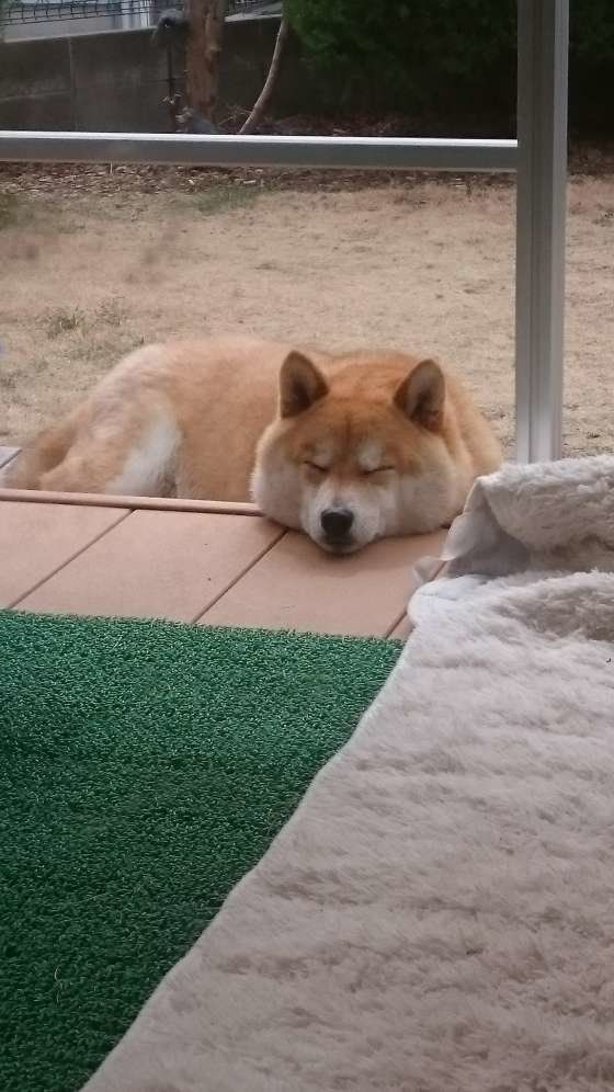 コタローちゃん