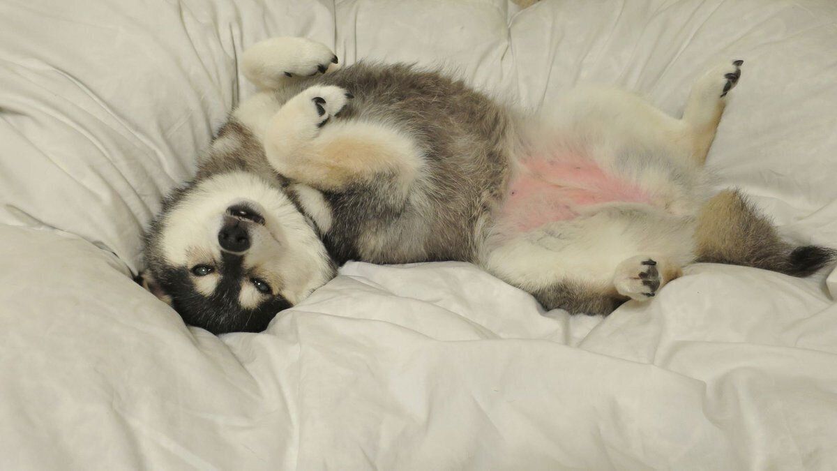 寝転がるヤチちゃん。