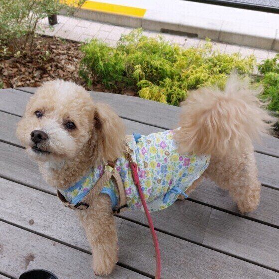 散歩中のトイ・プードル