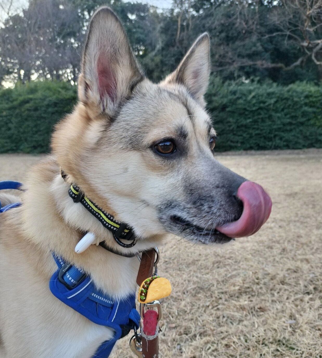 散歩を楽しむFELIXくん