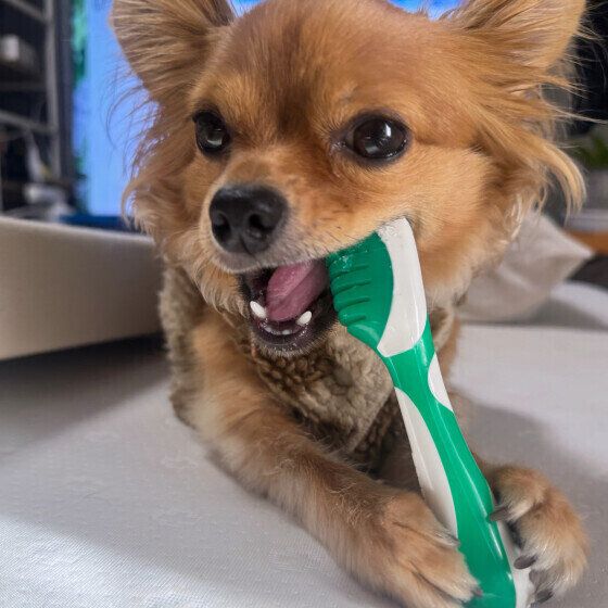 チワワのリオくん