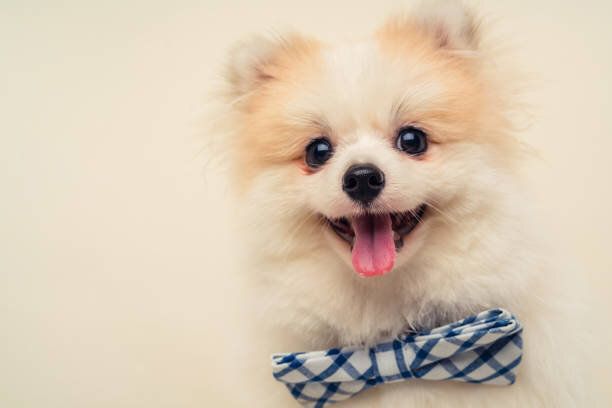 蝶ネクタイをしたかわいい犬