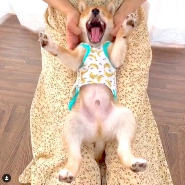 あくびをする豆柴のうにくん