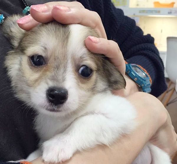 見つめるチワワ