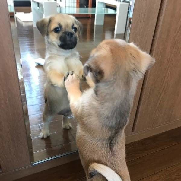 なんでそうなるの 思わず笑っちゃう犬のドジエピソードをご紹介 いぬのきもちweb Magazine