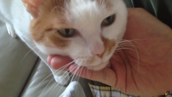 飼い主さんに甘える猫