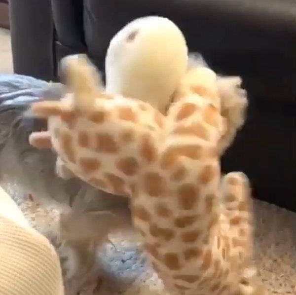 遊んでほしいヨークシャー・テリア