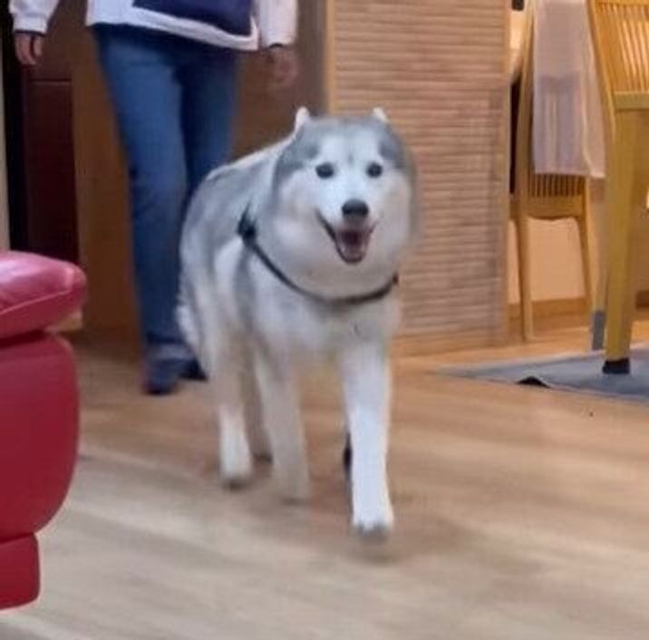 お姉ちゃんが帰宅したことに気づき スキップしながら駆け寄るハスキー いぬのきもちweb Magazine お姉ちゃんが帰宅したことに気づき スキップしながら駆け寄るハスキー いぬのきもちweb Magazine