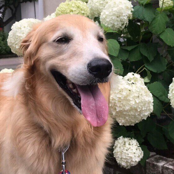 あじさいとゴールデン・レトリーバー