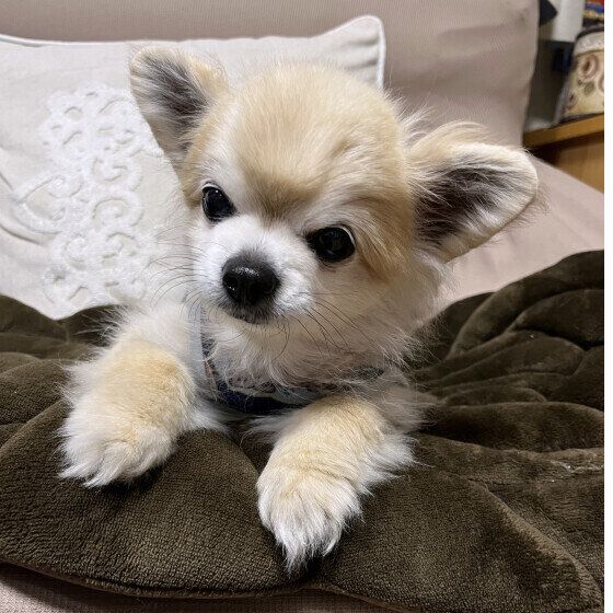 チワワのランタロウくん♪