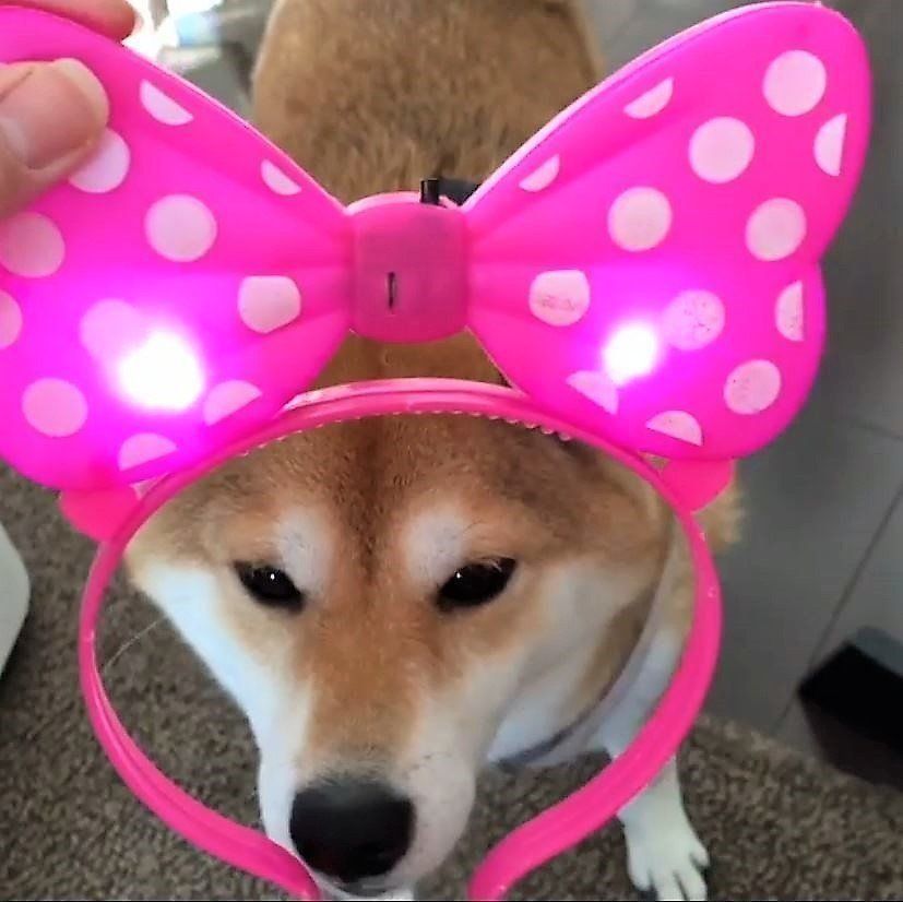 リボンのカチューシャと柴犬