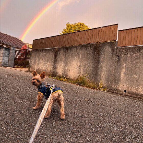 虹とヨークシャー・テリア