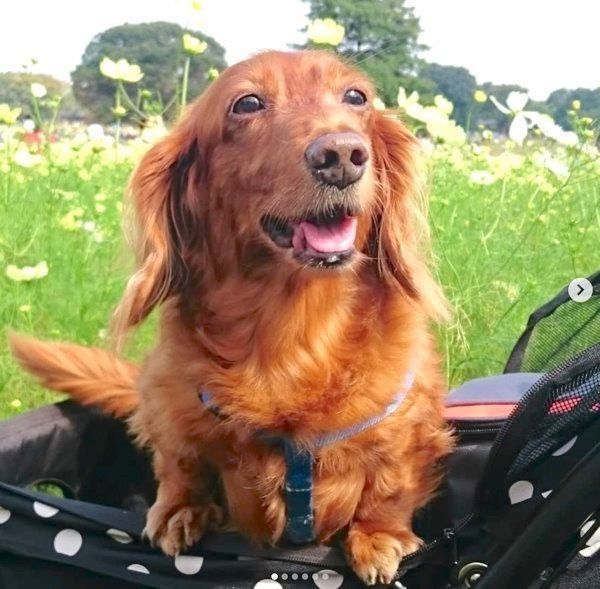 先代犬・クッキーちゃん