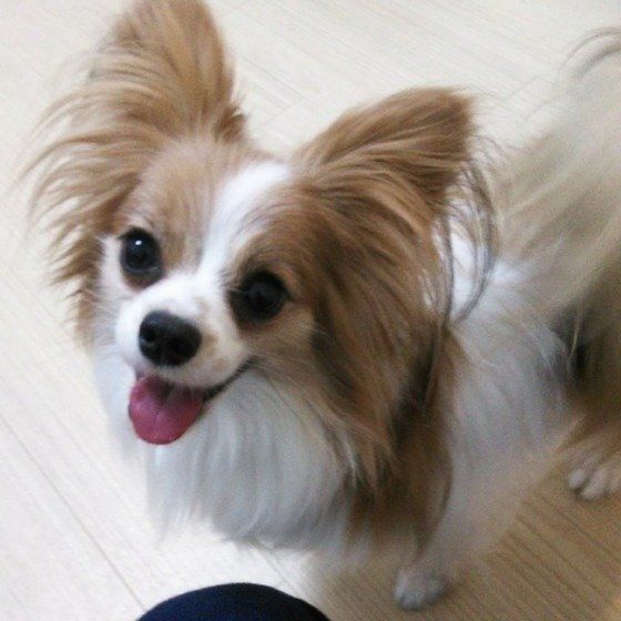 パピヨンのカノンちゃん