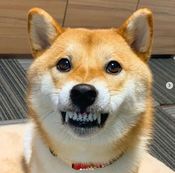 オコ顔になる柴犬