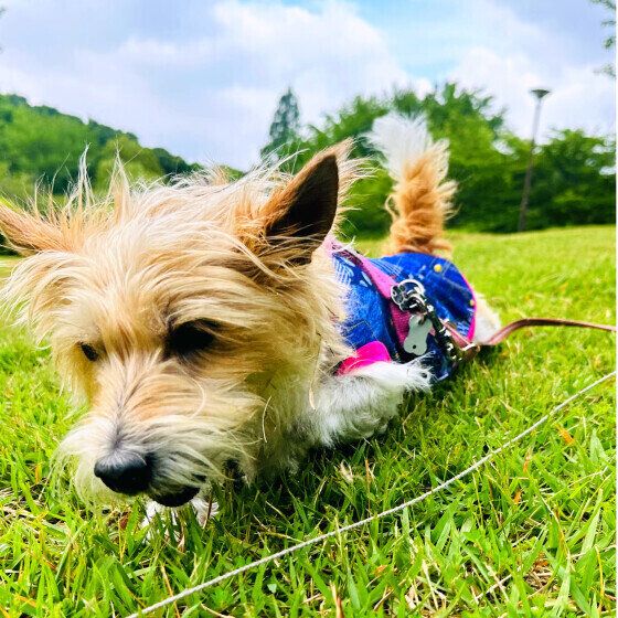 犬がカエルを食べると中毒を起こす？ 犬のカエル中毒の症状を獣医師に聞いた いぬのきもち