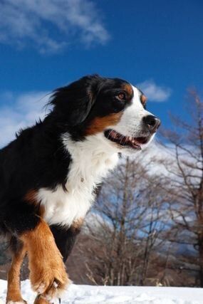 順光で撮影した場合