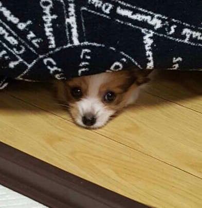 パピヨンのサンダースjrくん