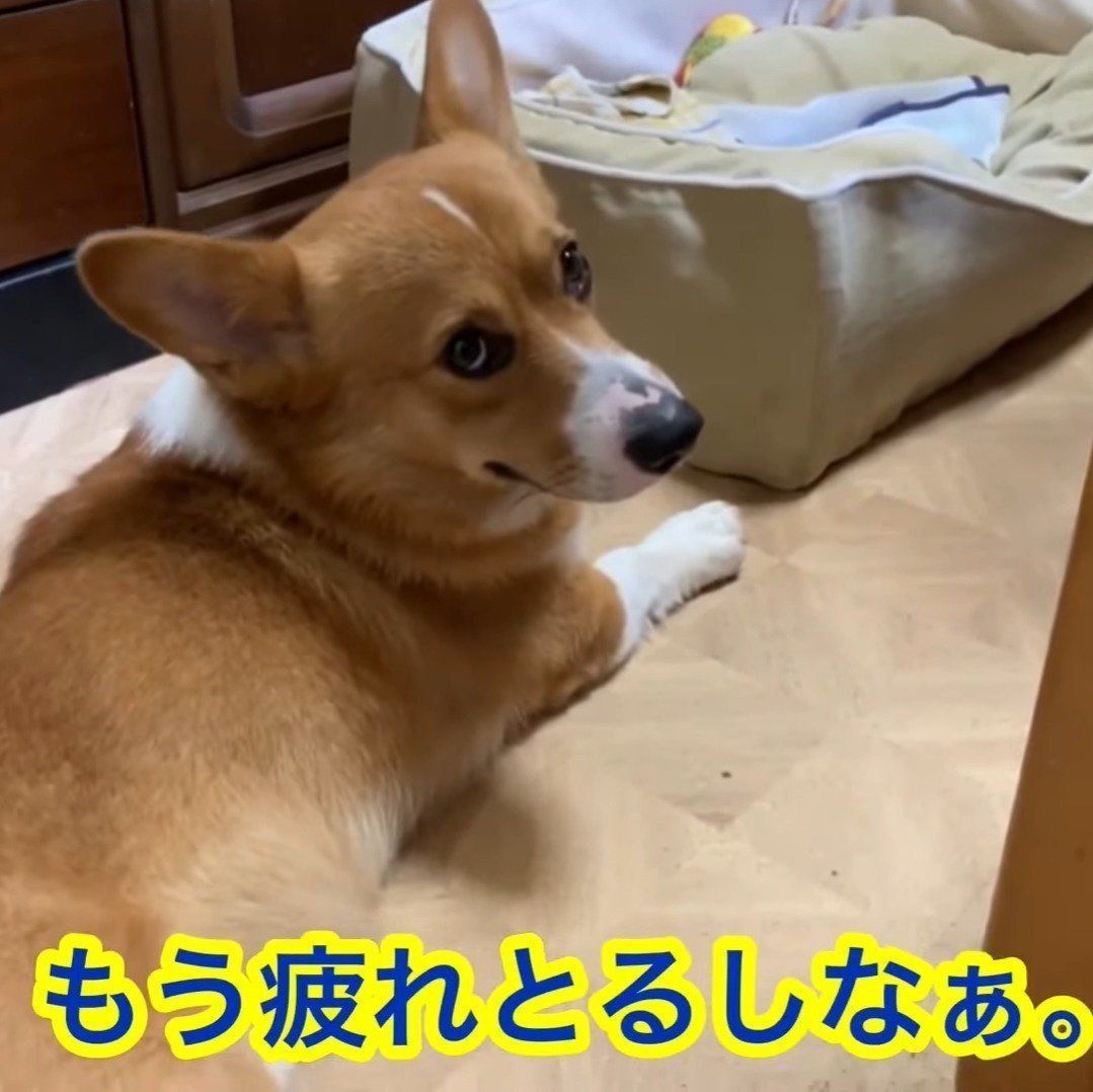 のんびりしたいコナンくん