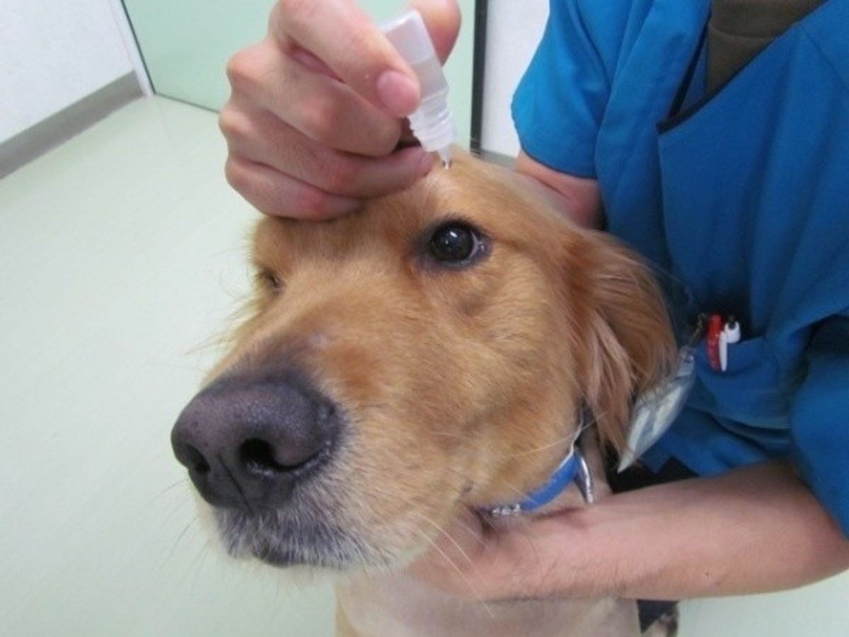 犬がかかりやすい目の病気 通院回数や治療費はいくらかかる いぬのきもちweb Magazine 犬がかかりやすい目の病気 通院回数や治療費はいくらかかる いぬのきもちweb Magazine