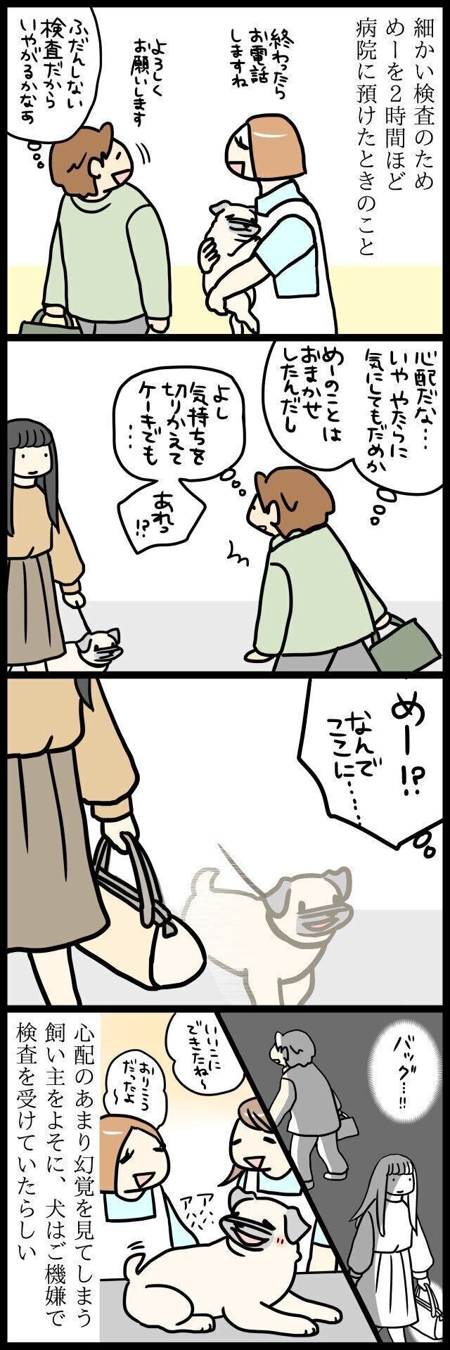 【連載】パグ犬・めー