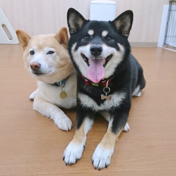 柴のラガーちゃんたち