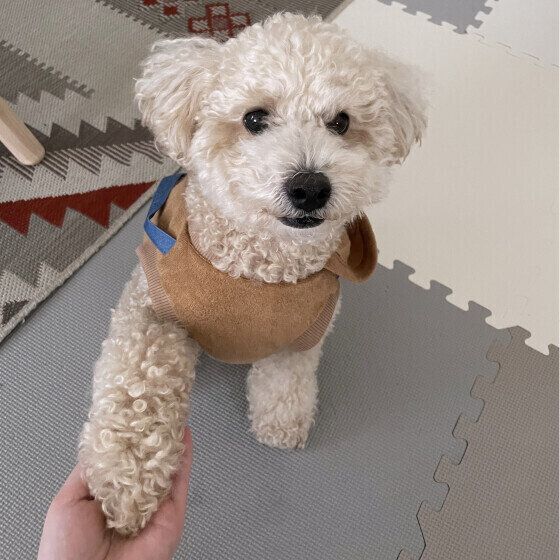 トイ・プードル おすわりとお手 いぬのきもち