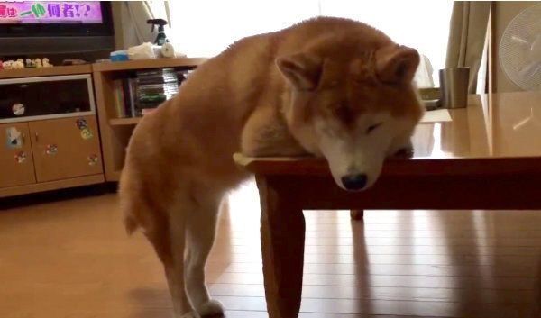 ふてくされる柴犬・ロペさん