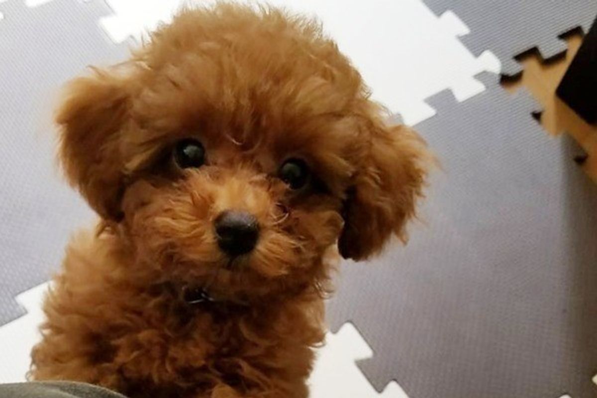 不安な気持ちに 愛犬がストレスを感じる飼い主さんの行動5つ いぬのきもちweb Magazine 不安な気持ちに 愛犬がストレスを感じる飼い主さんの行動5つ いぬのきもちweb Magazine