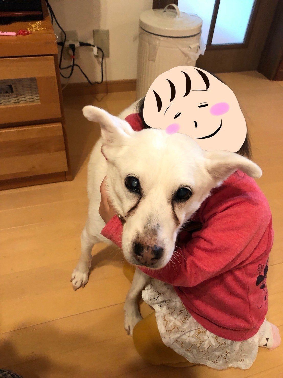 おばあちゃん犬がやってきた