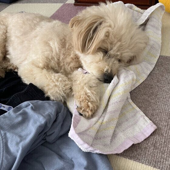 お昼寝中のきなこちゃん