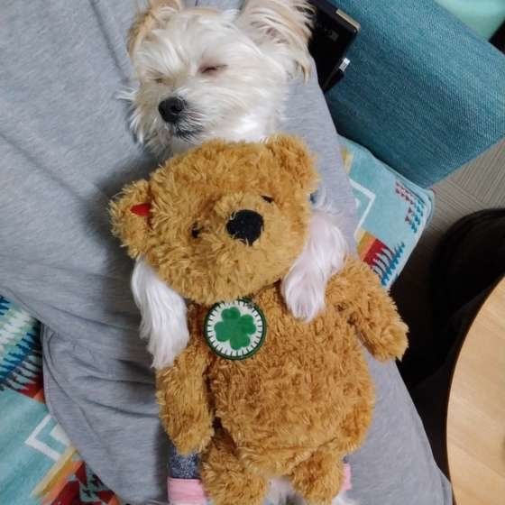 ぬいぐるみを抱くMix犬