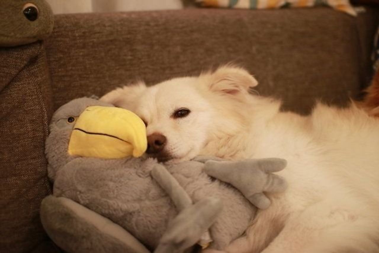 驚くべき福助の記憶力 穴澤賢の犬のはなし いぬのきもちweb Magazine 驚くべき福助の記憶力 穴澤賢の犬のはなし いぬのきもちweb Magazine