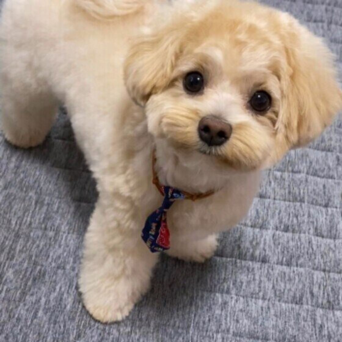 犬に嫌われる人 好かれる人の特徴 その違いとは いぬのきもちweb Magazine 犬に嫌われる人 好かれる人の特徴 その違いとは いぬのきもちweb Magazine