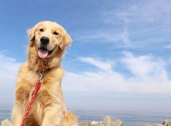 笑顔を見せるかいくん