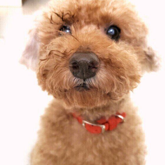 犬の白髪には栄養管理とストレスケアが効果的？獣医師が解説