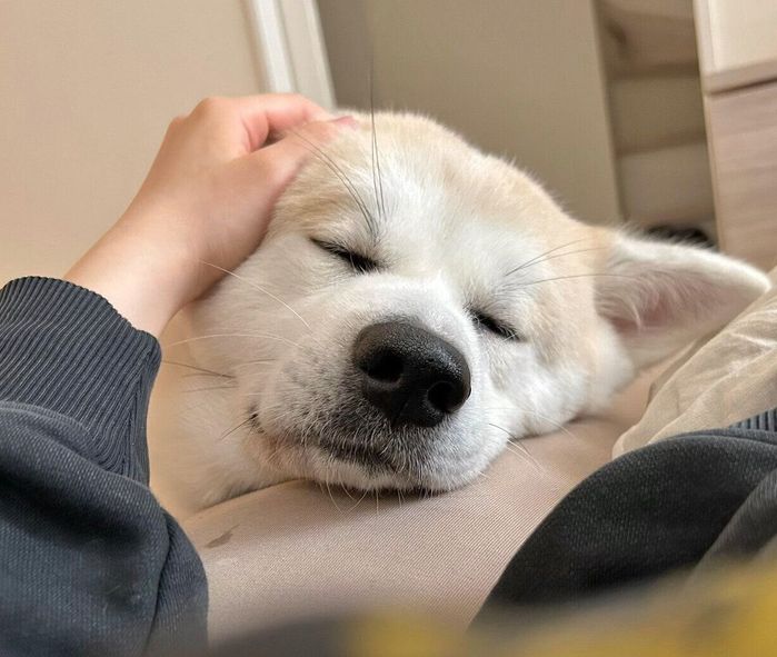 ナデナデを堪能する幸ちゃん