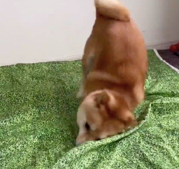 荒ぶり方がすごい豆千代くん