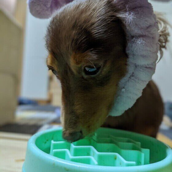 犬が「ガツガツ」早食いをするリスク いぬのきもち