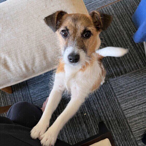 ジャック・ラッセル・テリアのハニーちゃん