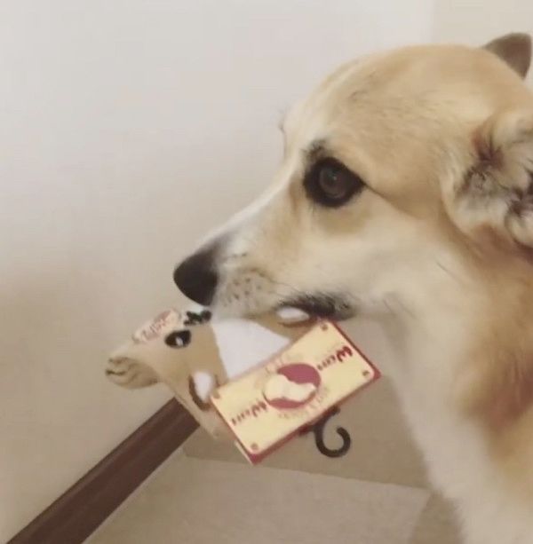 靴下をくわえて逃げ回る犬