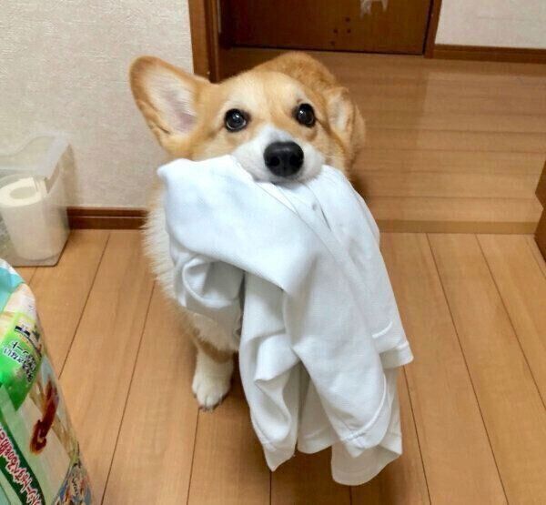 お父さんから託されたTシャツを運ぶベルちゃん