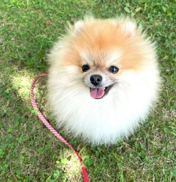 お散歩を楽しむミサイルちゃん