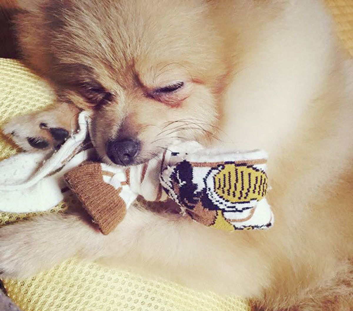 愛犬史上最悪のイタズラ を飼い主さんが告白 トンデモエピソードも いぬのきもちweb Magazine 愛犬史上最悪のイタズラ を飼い主さんが告白 トンデモエピソードも いぬのきもちweb Magazine