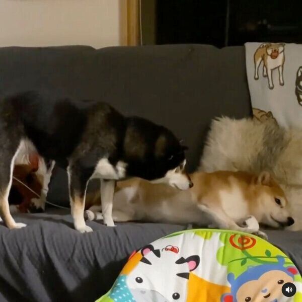 コロくんに無言の圧をかけるココちゃん