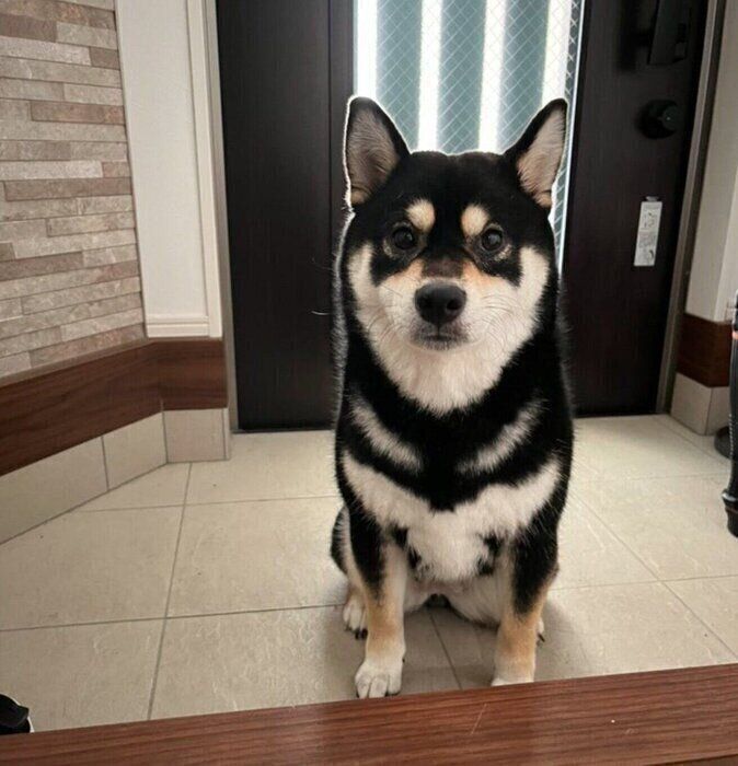 「散歩」と聞いて玄関でスタンバイするおはぎちゃん